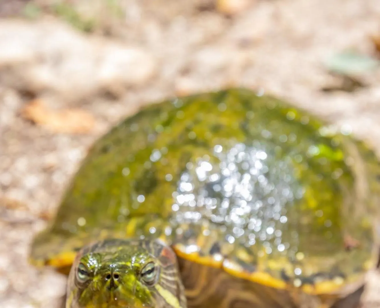 Lodge Eco Domos Los Jaguares Βίλα Puerto Morelos